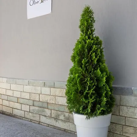 Olive Tree Limenária