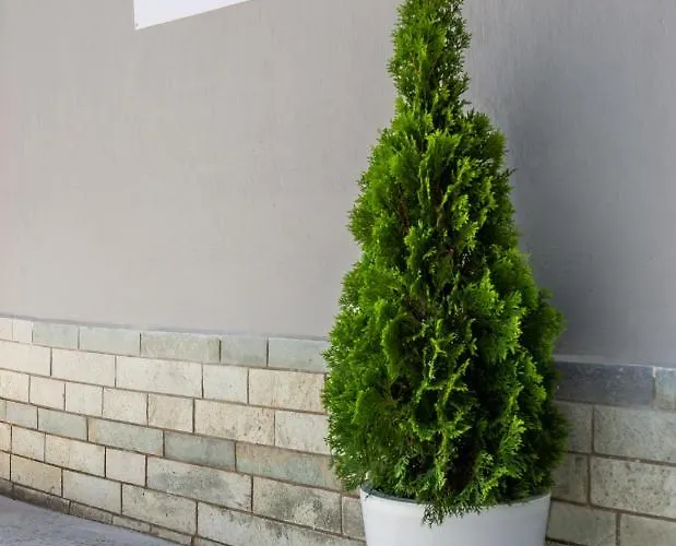 Olive Tree Limenaria (Thasos)